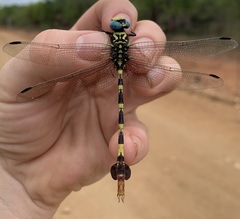 Phyllogomphus selysi