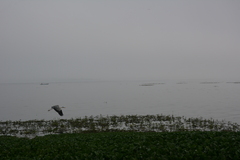 Ardea cinerea