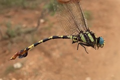 Phyllogomphus selysi