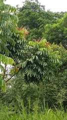 Pometia pinnata