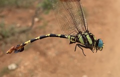 Phyllogomphus selysi