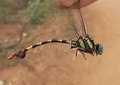 Phyllogomphus selysi