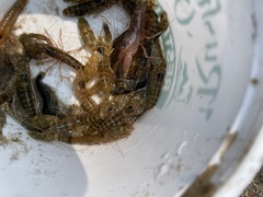 Alpheidae