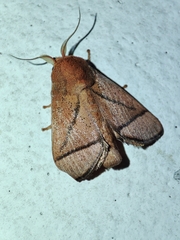 Praesetora divergens