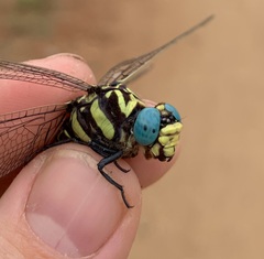 Phyllogomphus selysi