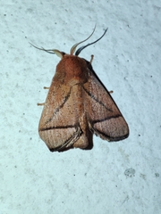 Praesetora divergens