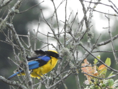 Anisognathus somptuosus