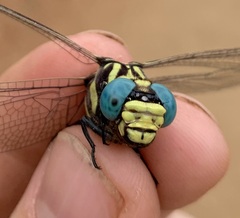 Phyllogomphus selysi