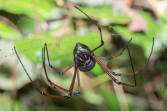 Nephila pilipes