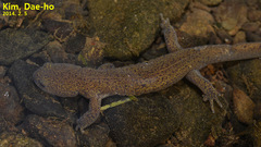 Cryptic Uiryeong Salamander photo 4