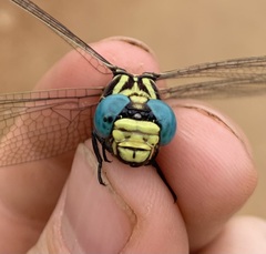 Phyllogomphus selysi