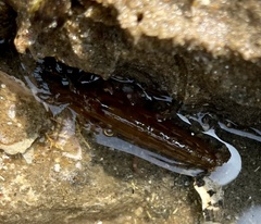 Alpheidae