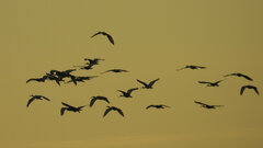 Threskiornis aethiopicus