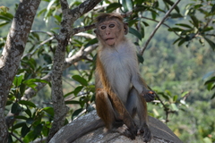 Macaca sinica