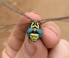 Phyllogomphus selysi