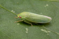 Krisnini