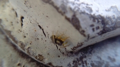 Salticidae