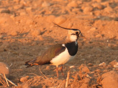 Vanellus vanellus