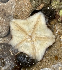 Aquilonastra