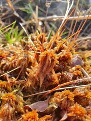Sphagnum subnitens