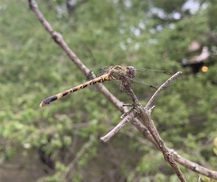Paragomphus genei