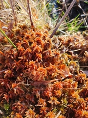 Sphagnum subnitens
