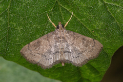 Protonoceras