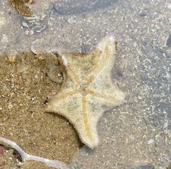 Aquilonastra