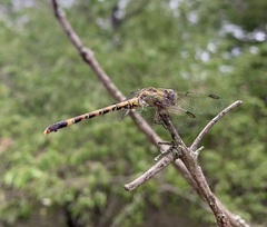 Paragomphus genei