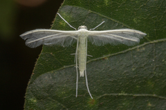 Pterophorus lacteipennis