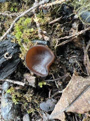 Plicaria endocarpoides