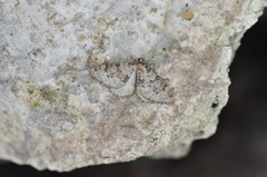 Nebula ibericata