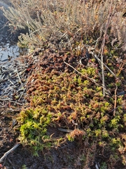 Sphagnum inundatum