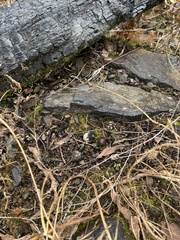 Plicaria endocarpoides