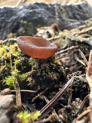 Plicaria endocarpoides