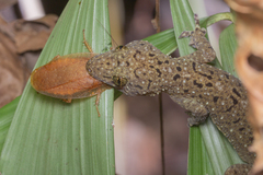 Gekko monarchus