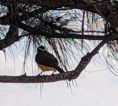 Pitangus sulphuratus