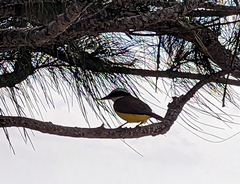 Pitangus sulphuratus