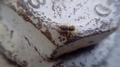 Salticidae