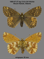 Boloria alaskensis