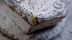 Salticidae