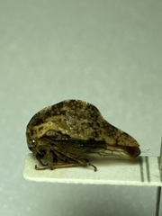 Telamona westcotti