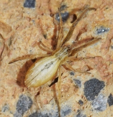 Uloborus walckenaerius
