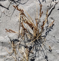 Juncus soranthus