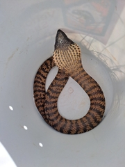 Hemachatus haemachatus