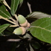 Quercus hypoleucoides - Photo (c) vicsteinmann, osa oikeuksista pidätetään (CC BY-NC)