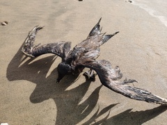 Hydrobates monorhis