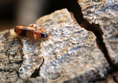 Philorhizus sigma