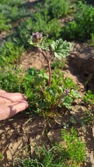 Sphaeralcea coulteri