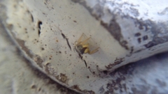 Salticidae